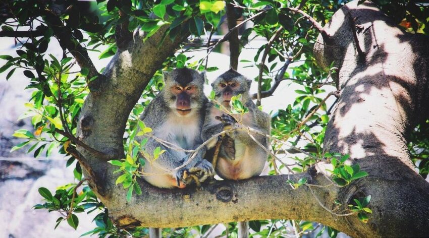 ,新竹動物園,新竹市立動物園, 新竹動物園門票, 新竹市動物園, 動物園新竹, 新竹動物園交通, 新竹動物園線上預約, 新竹市立動物園門票, 新竹動物園票價, 新竹動物園地圖, 新竹動物園營業時間, 新竹動物園評價, 新竹市立動物園票價, 新竹動物園動物, 新竹動物園介紹, 新竹動物園地址, 新竹市立動物園相片, 新竹市東區食品路新竹市立動物園, 新竹市立動物園hsinchuzoo, 新竹動物園寵物, 新竹野生動物園, 新竹市動物園門票, 新竹頑皮世界, 新竹動物園時間, 新竹動物園預約, 新竹動物園免費, 新竹動物園過年, 新竹動物園紀念品, 新竹的動物園, 新竹市立動物園交通, 新竹市動物園票價, 新竹動物園活動, 新竹動物園開放時間, 新竹市立動物園營業時間, 新竹動物園綠世界, 新竹動物園推車租借, 新竹動物園門票優惠, 新竹市市立動物園, 新竹市立動物, 新竹動動園, 新竹動物園門票價格, 新竹動物園兒童節, 新竹動物園門票價錢, 新竹動物園優惠, 新竹動物園收費, 新竹動物園春節, 新竹動物園價錢, 新竹動物園夏令營, 新竹動物園的門票, 新竹紀念品店,