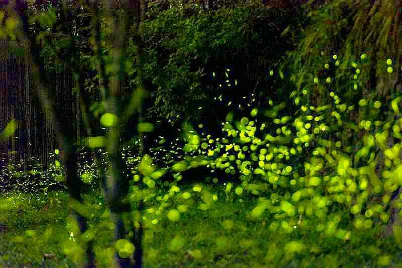 阿里山森林遊樂區－阿里山螢火蟲