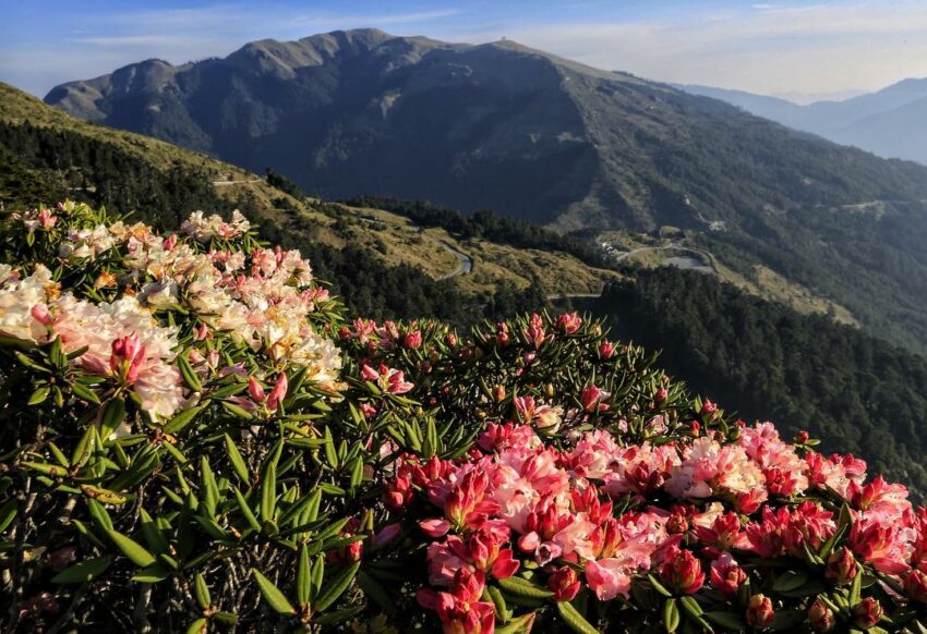 合歡山杜鵑花