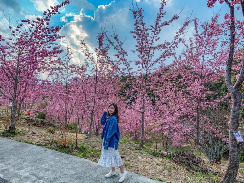 台灣賞櫻景點 -福壽山千櫻園 台灣賞櫻景點 -福壽山千櫻園