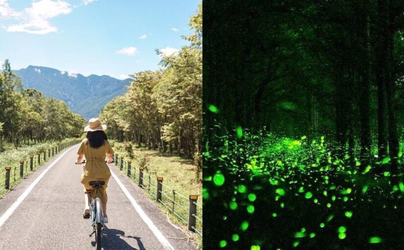 大農大富平地森林園區 賞螢季登場 全台最大螢火蟲景點 腳踏車悠遊森林美景 交通 住宿 附近景點