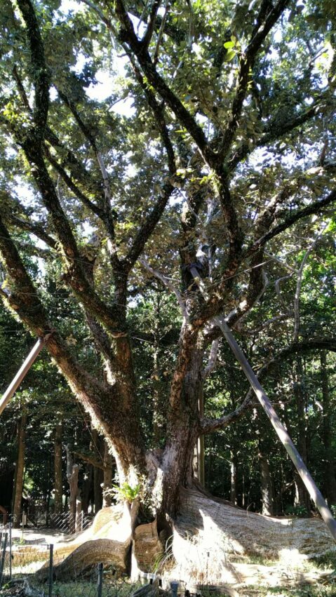 墾丁國家公園內有一棵全台灣最大的銀葉板根,銀葉板根特別的是樹葉背⾯呈銀⽩⾊,樹根會呈現片板狀 墾丁國家森林遊樂區 板葉銀根