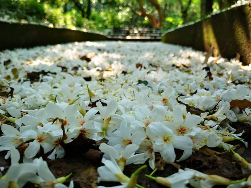 湖口仁和步道 湖口仁和步道,油桐花,油桐花季,全台油桐花,油桐花景點,北部油桐花,中部油桐花,苗栗油桐花,南部油桐花,東部油桐花,台北油桐花,桃園油桐花,新竹油桐花,南投油桐花,嘉義油桐花,台中油桐花,彰化油桐花,雲林油桐花,台南油桐花,台東油桐花,花蓮油桐花,宜蘭油桐花