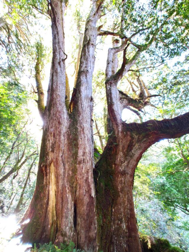 新竹縣尖石鄉景點-鎮西堡神木步道,鎮西堡步道,鎮西堡路線,鎮西堡一日遊