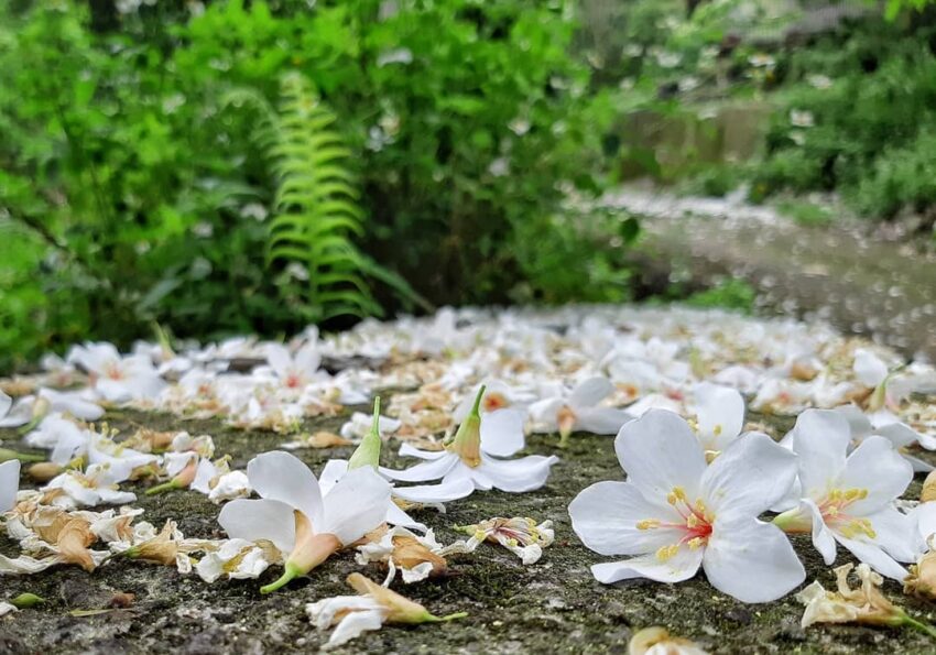 鹿寮坑 鹿寮坑,油桐花,油桐花季,全台油桐花,油桐花景點,北部油桐花,中部油桐花,苗栗油桐花,南部油桐花,東部油桐花,台北油桐花,桃園油桐花,新竹油桐花,南投油桐花,嘉義油桐花,台中油桐花,彰化油桐花,雲林油桐花,台南油桐花,台東油桐花,花蓮油桐花,宜蘭油桐花