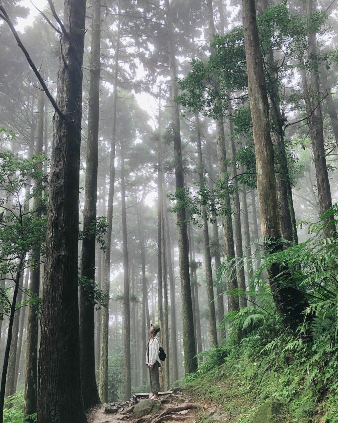 東眼山國家森林遊樂區｜攻頂桃園小百岳，沉浸在大自然芬多精森林浴中