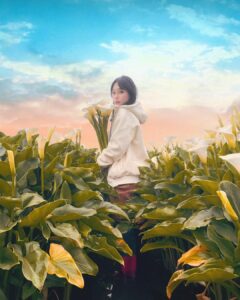 陽明山海芋季景點5選！竹子湖海芋花況時間、交通管制、停車地點一次看
