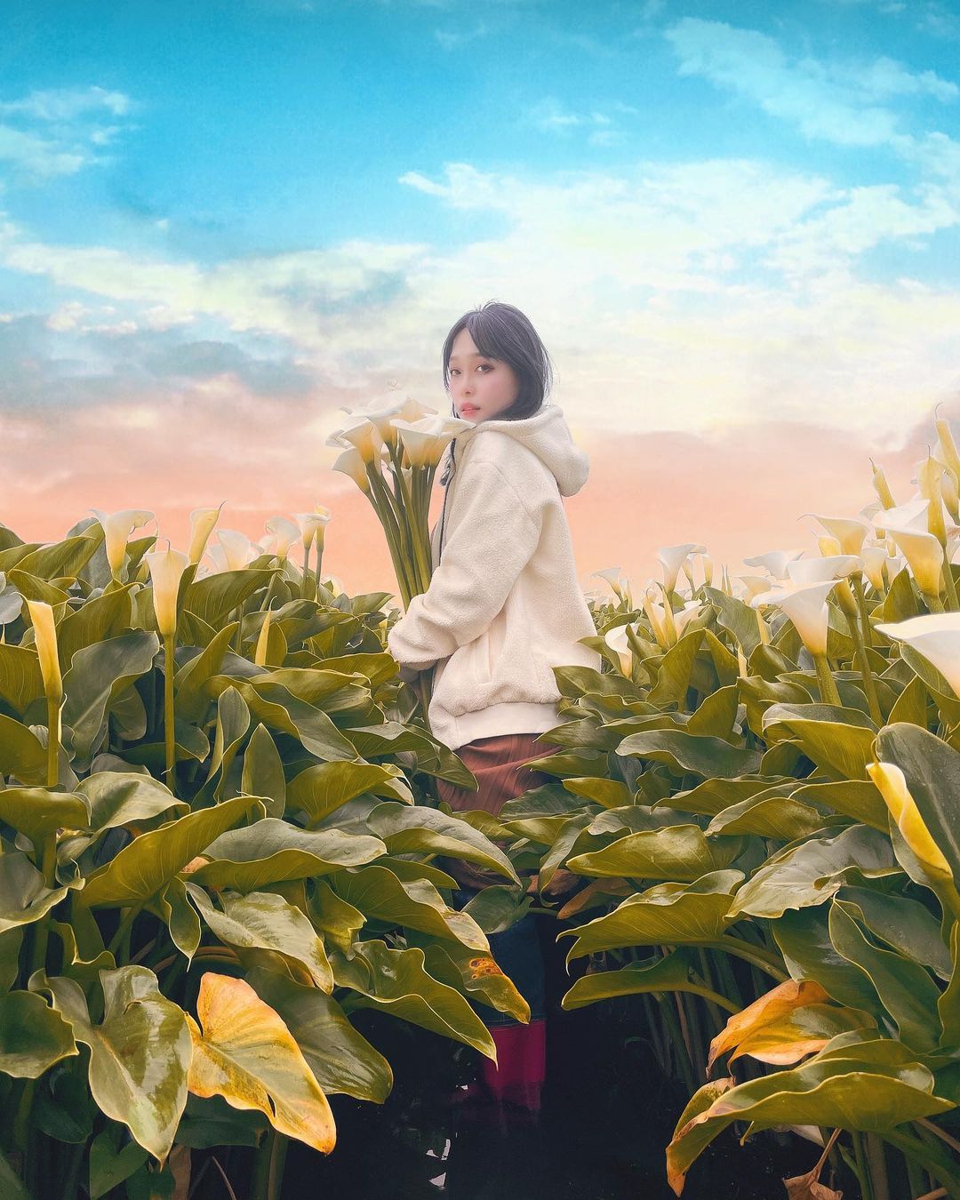 陽明山海芋季景點5選！竹子湖海芋花況時間、交通管制、停車地點一次看