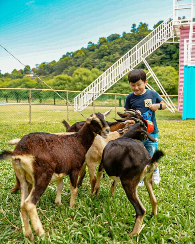 武荖坑風景區 | 「可愛動物區」可以體驗餵羊、擠羊奶的樂趣。