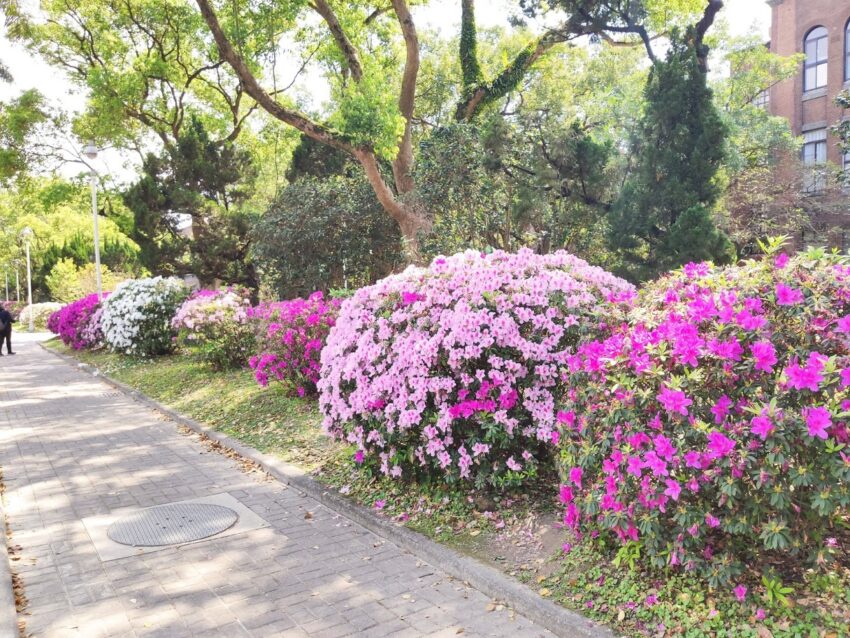 台北市現正舉辦杜鵑花季活動