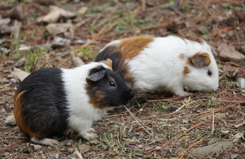 新竹動物園 新竹動物園
