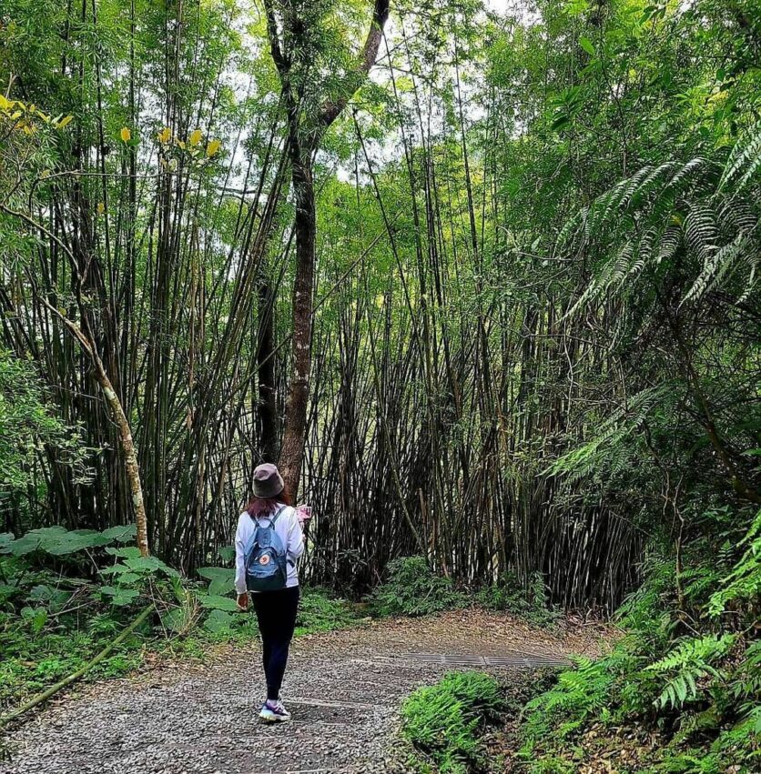 林美石磐步道 ｜步道景色 環境簡介 | 林美石磐步道海拔位於200 ~ 300 公尺，是一個低海拔亞熱帶溪谷步道，沿途青苔、蕨類、樹木茂盛，佈滿在步道兩旁，將整條步道隱藏在綠意裡。