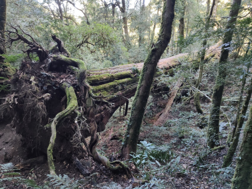 鎮西堡生態景觀-倒塌神木