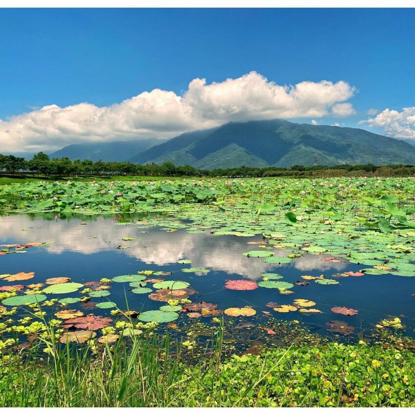 台東熱氣球鹿野景點 | 「大坡池」夏季時池中的荷花滿開，讓整座風景區充滿綠意。過去也是台東熱氣球嘉年華會光雕音樂秀的舉辦場地之一。