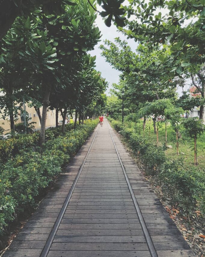 台東熱氣球附近景點 | 鹿野武陵綠色隧道吸引許多旅人來此騎自行車，每月雙數週的星期六還有「台東2626市集」登場