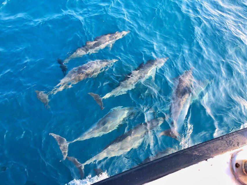 宜蘭龜山島 | 搭乘賞鯨船出海追浪賞鯨，可說是龜山島最老少咸宜的活動之一了。