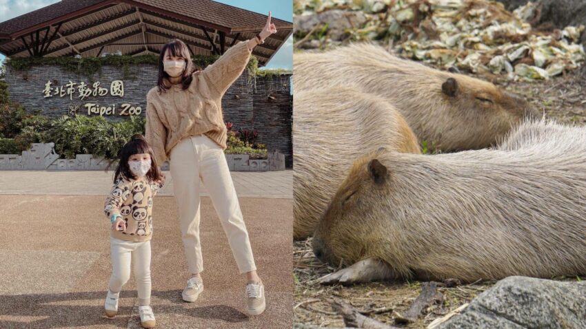 台北市立動物園攻略！木柵動物園門票停車美食交通攻略，企鵝無尾熊熊貓水豚等13個必看動物區 4 2024