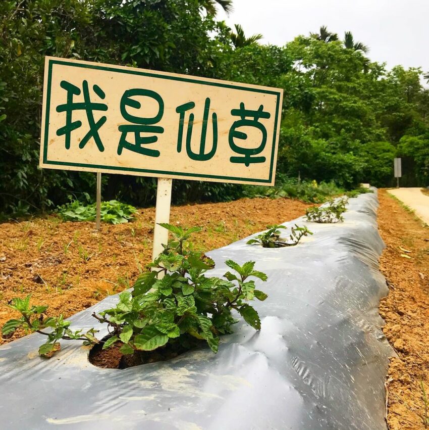 關西仙草博物館