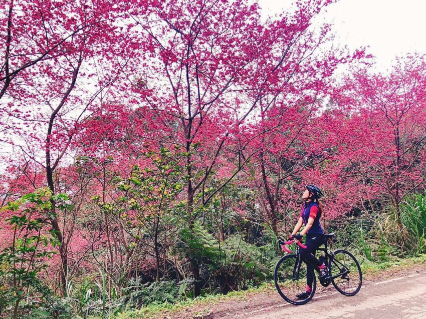 三峽熊空茶園｜園內植栽超過1500株的櫻花林，由粉紅的富士櫻，及濃豔的吉野櫻，相互交織的開滿整個山林，是台北賞櫻的好去處