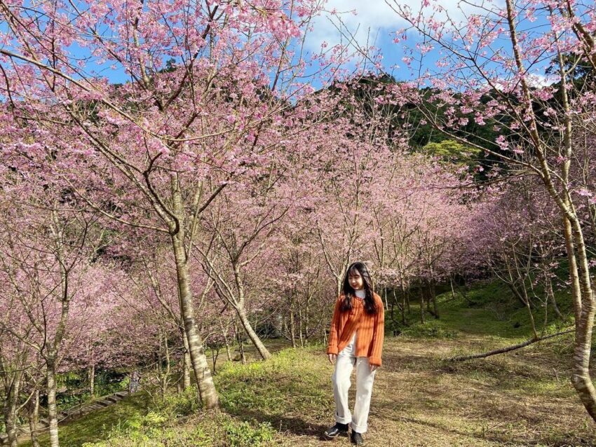 三峽熊空茶園｜台北賞櫻，每年的1至3月，是熊空茶園賞櫻的最好時間