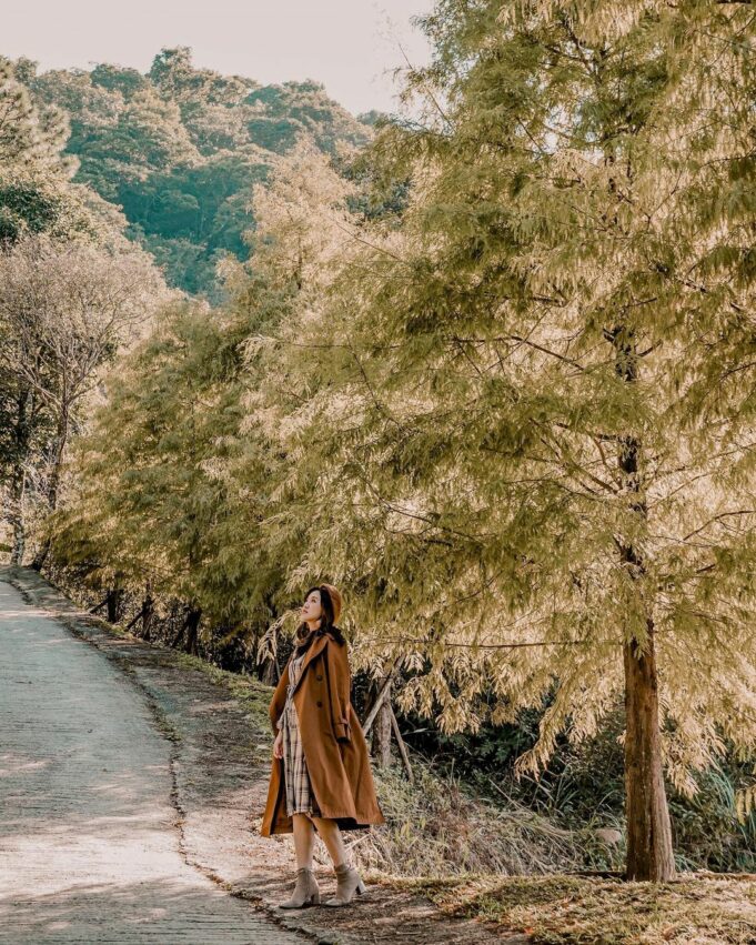 三峽熊空茶園｜沿著步道種植的落羽松多達120株，呈現綠、紅、黃、棕色的漸層色彩，美不勝收