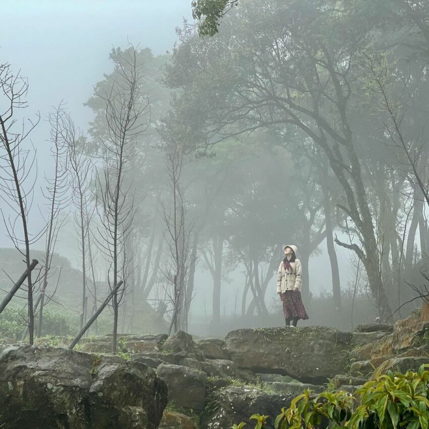 三峽熊空茶園｜細直高聳的柳杉林中建有森林步道，山區多變的天候，使得這裡時而雲霧繚繞，時而又有陽光透過枝葉灑落