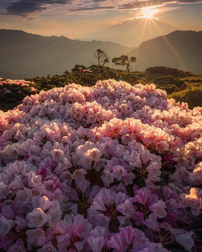 合歡山夕陽杜鵑花