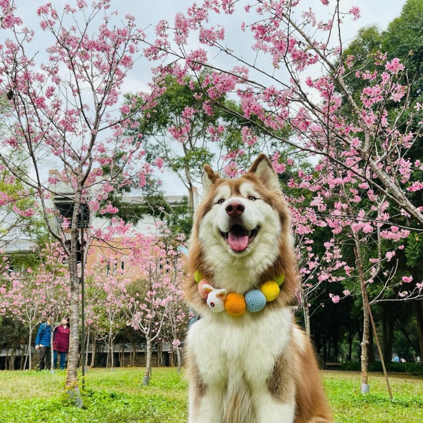 南投賞花暨大櫻花林