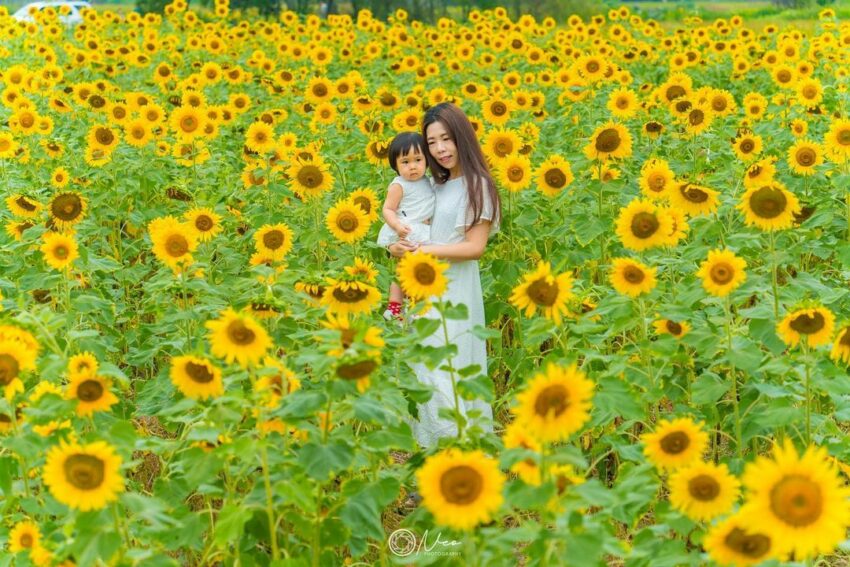 21 南投賞攻略 春 夏 秋 冬都有花季懶人包 賞花秘境大公開 好好玩台灣