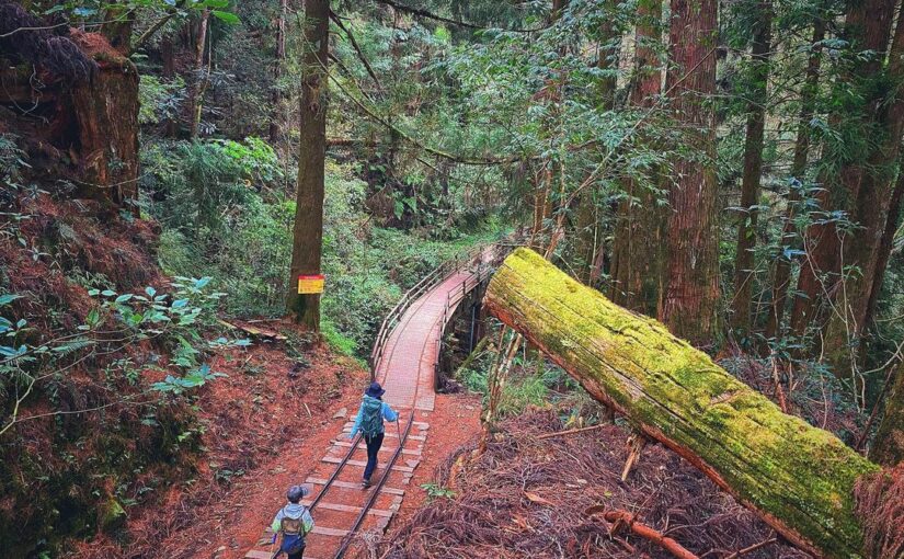嘉義特富野古道 走一趟鄒族人的獵徑 一窺阿里山森林鐵道秘境 步道暫停關閉中 好好玩台灣2021