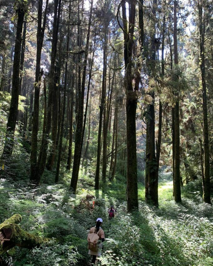 南投步道推薦金柑樹山