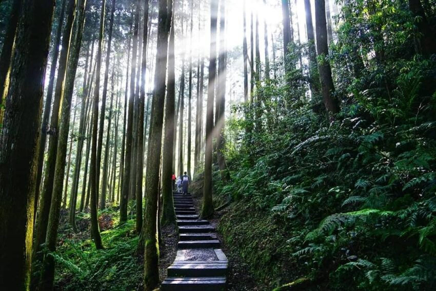 竹山景點杉林溪森林步道