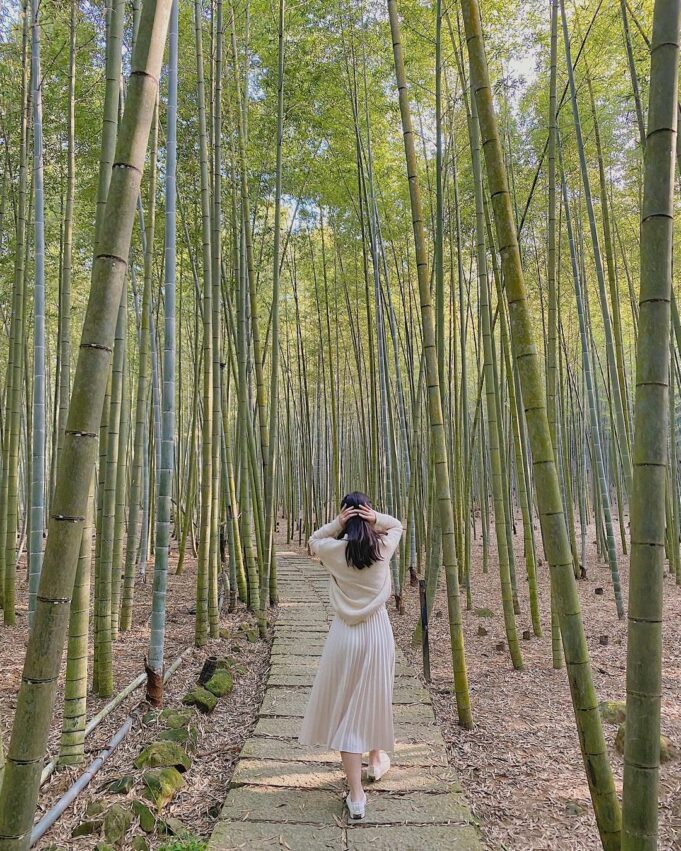 竹山景點孟宗竹林古戰場