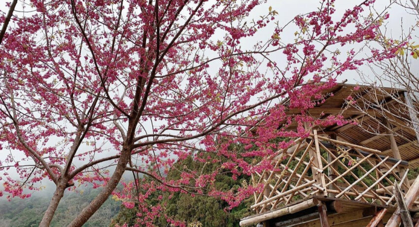 霞喀羅古道 霞喀羅古道|台灣最美的「國家級步道」春粉櫻、夏林相、秋冬楓葉紅,最讓人放鬆身心的秘境古道 霞喀羅古道 2023 霞喀羅古道