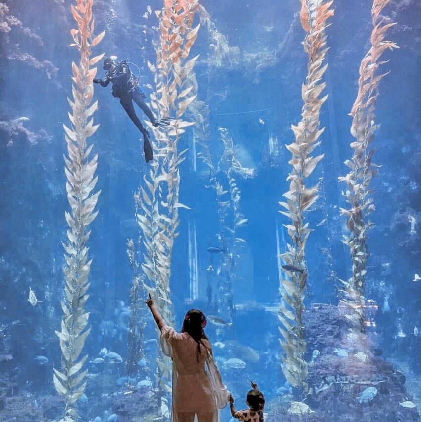 在海藻森林裡長達10公尺的巨型海藻現身在透明水族箱,隨著水流左右擺盪輕輕舞動,燈光從上頭灑入,感覺更加壯觀遼闊。海藻森林的光線環境很適合拍出剪影照,映襯著如夢似幻的海藻森林,瀰漫著一股浪漫唯美氛圍,是不少情侶、年輕人的熱門打卡點。 屏東海生館