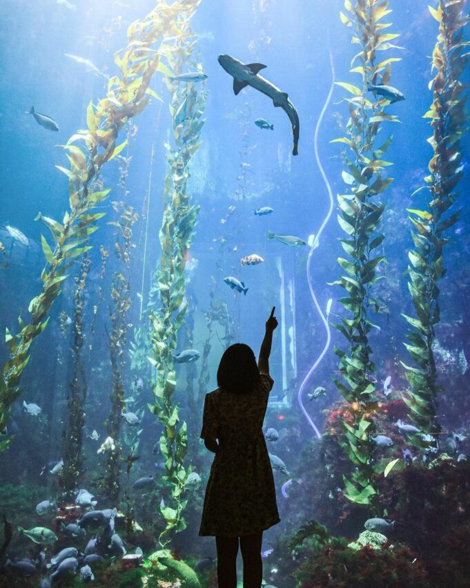 在海藻森林裡長達10公尺的巨型海藻現身在透明水族箱,隨著水流左右擺盪輕輕舞動,燈光從上頭灑入,感覺更加壯觀遼闊。海藻森林的光線環境很適合拍出剪影照,映襯著如夢似幻的海藻森林,瀰漫著一股浪漫唯美氛圍,是不少情侶、年輕人的熱門打卡點。 屏東海生館