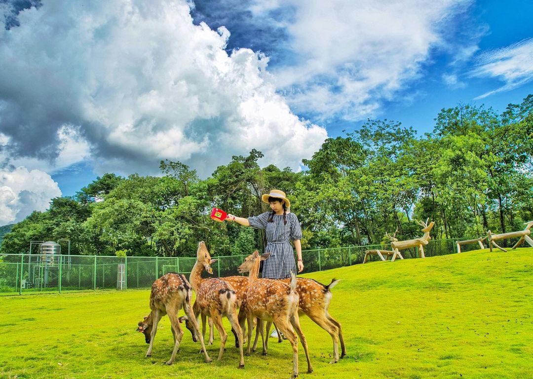 阿里山逐鹿部落 到鄒族藝術村體驗餵小鹿 竹木射箭 還能享用風味美食 購票優惠 一日遊行程 好好玩台灣21