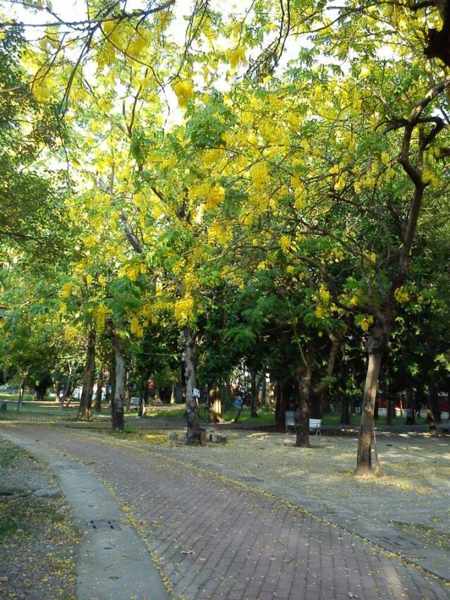 潮州中山公園歷史悠久,是很多在地居民閒暇時候散步休閒的好去處。 潮州景點 中山公園