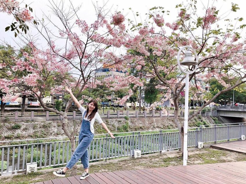 每年的3、4月,潮州河濱公園迎來花旗木花期,是賞花的好時機。 潮州公園