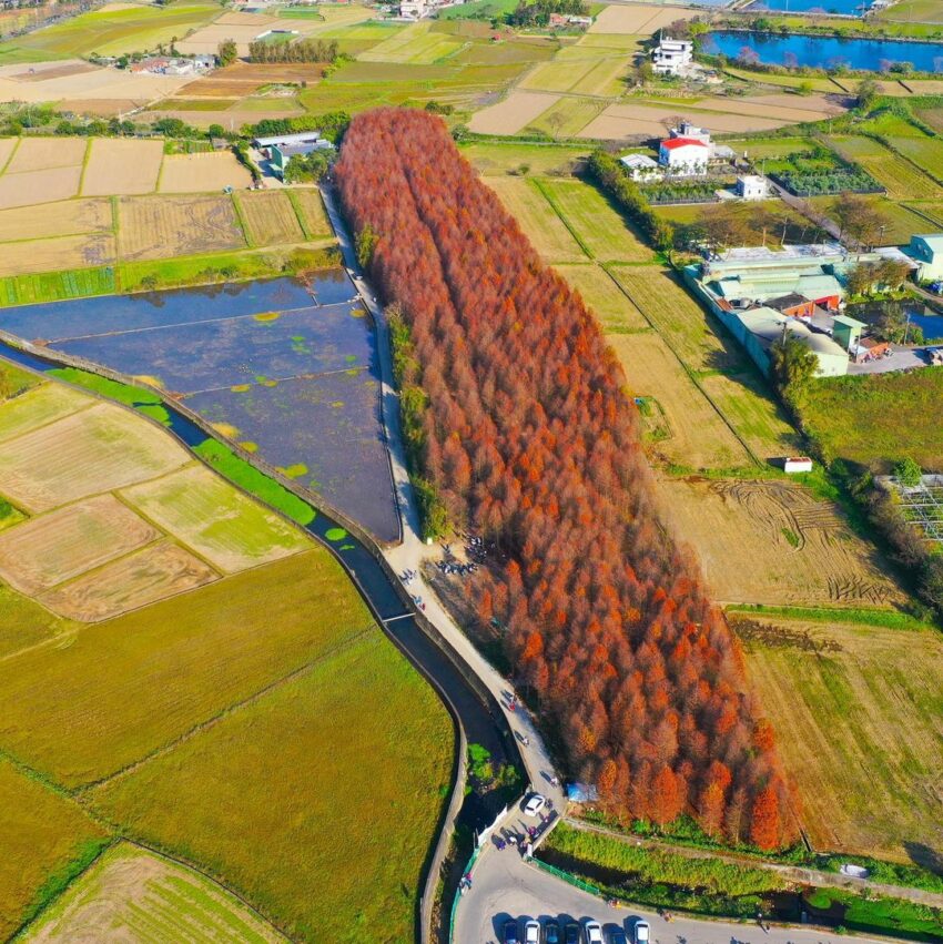 八德落羽松秘境