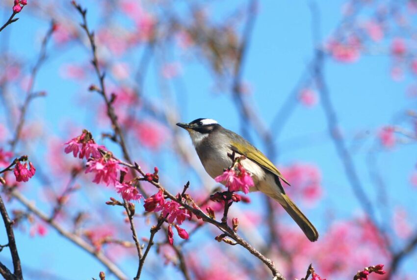 台中賞櫻｜東勢林場櫻花園
