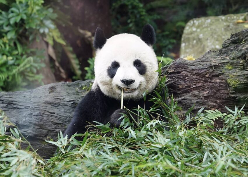 木柵動物園 panda