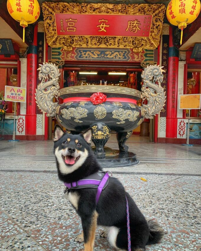 - 花蓮走春景點 花蓮走春景點|過年賞燈祈福去~9間花蓮靈驗廟宇推薦,太平洋燈會好虎氣 2022 過年, 新年, 走春, 拜拜, 推薦, 花蓮燈會 2022太平洋燈會 勝安宮
