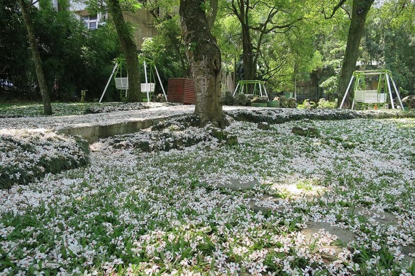 埔里|牛耳藝術村,不只能欣賞到滿地雪白的油桐花花毯,村內的藝術品裝置也別有趣味,可愛樸實的藝術石雕、顏色鮮豔的彩繪作品、日式風格的造景,都讓這裡的油桐花與他處相比,更加的活潑有趣。 埔里牛耳藝術村