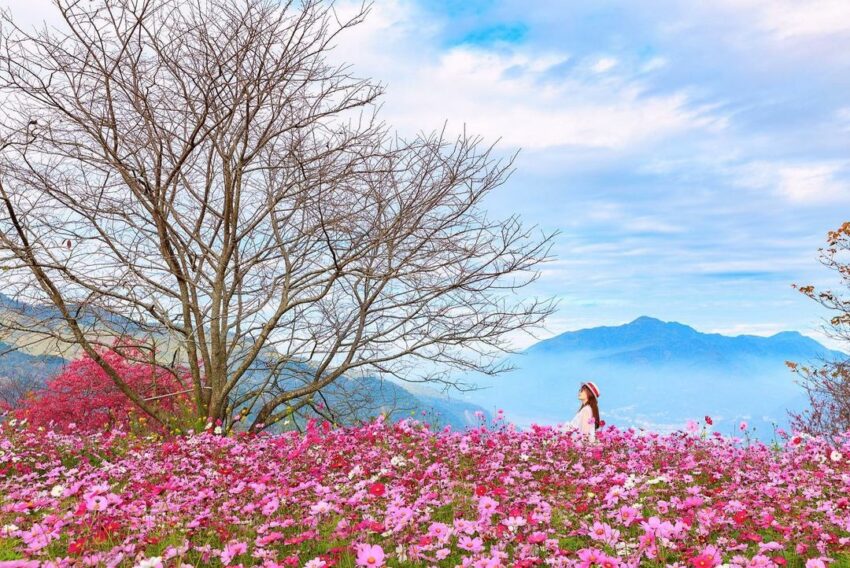  南投賞花 櫻花 賞櫻 阿本農場