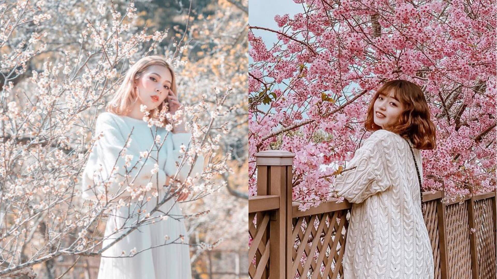 南投賞花攻略｜愛花人必收！南投一年四季必拍賞花秘境景點完整推薦