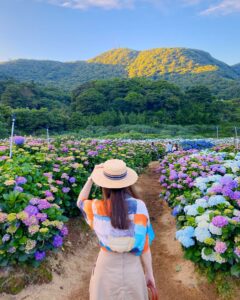 陽明山繡球花