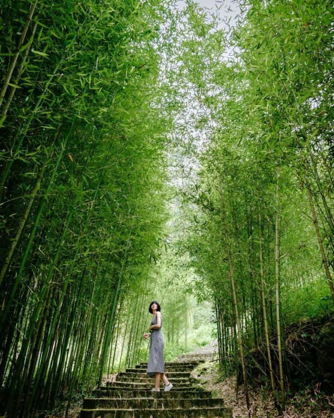 太極美地｜鹿谷景點，俗稱溪頭森林遊樂區的這裡，可說是一座充滿著寶藏的戶外生態教室，上百種的樹木與70多種的鳥類，使得這裡寧靜與生動同時存在。