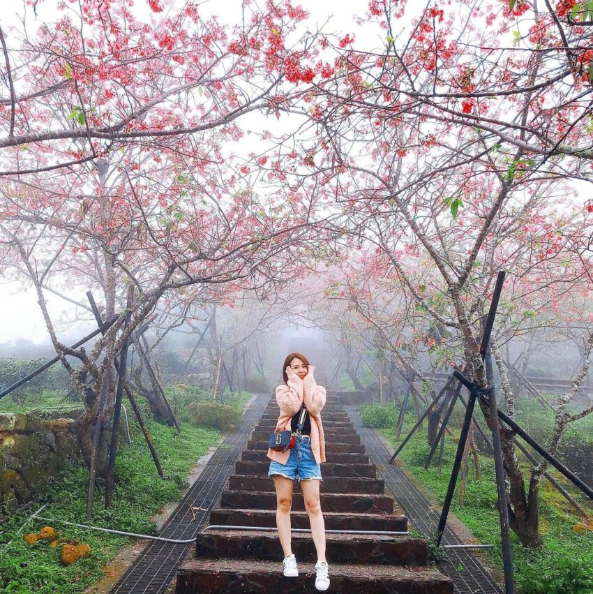 太極美地,台大茶園有著佔地廣大的原生樹林,一年四季景色皆不同,其中春天的櫻花季最受遊客歡迎,夾道生長的櫻花樹,形成一條粉嫩的櫻花隧道,徐風吹來時,從頭上紛紛飄落的粉紅花雨,美得令人悸動。 太極美地,台大茶園有著佔地廣大的原生樹林,一年四季景色皆不同,其中春天的櫻花季最受遊客歡迎,夾道生長的櫻花樹,形成一條粉嫩的櫻花隧道,徐風吹來時,從頭上紛紛飄落的粉紅花雨,美得令人悸動。