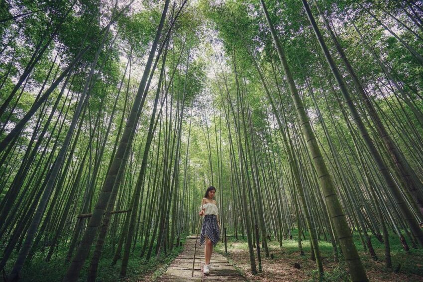 太極美地,孟宗竹古戰場,蒼翠堅挺的孟宗竹是太極美地的特產,隨風搖曳的孟宗竹林像極了電影臥虎藏龍的場景,走在其中,似乎隨時都會有大俠從竹林深處飛出來 太極美地,孟宗竹古戰場,蒼翠堅挺的孟宗竹是太極美地的特產,隨風搖曳的孟宗竹林像極了電影臥虎藏龍的場景,走在其中,似乎隨時都會有大俠從竹林深處飛出來